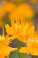 Trollius chinensis 'Golden Queen' - Globeflower 'Golden Queen'
