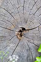 Cross section of felled tree trunk. 