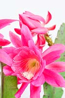 Epiphyllum - Orchid cactus
