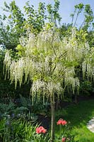 Wisteria Sinensis 'Alba' - White flowering Wisteria standard