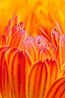 Calendula officinalis - Common Marigold petals