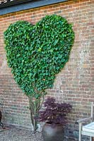 Hedera helix - Ivy trimmed to heart shape on wall of house.