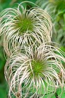 Clematis 'Blue Lagoon' Seed Heads