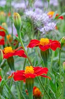 Tagetes 'Red Gem' - French Marigold 'Red Gem'