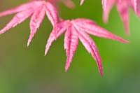  Acer palmatum 'Shin-deshojo' - Japanese maple 'Shin-deshojo'
 