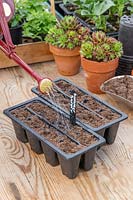 Woman watering tray with newly sown Summer Savory