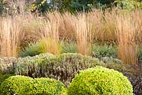 A terraced slope planted with lavender, Calamagrostis x acutiflora 'Overdam', catmint, rudbeckias and Calamagrostis x acutiflora 'Karl Foerster' at Barn House, Chepstow, UK. 