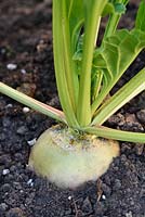 Beta vulgaris 'Albina Vereduna' - White beetroot 'Albina Vereduna'