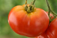 Solanum lycopersicum  'Totem'  Tomato  Syn. Lycopersicon esculentum  with greenback disorder 