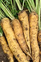 Daucus carota 'Yellowstone' - Carrot  'Yellowstone' 