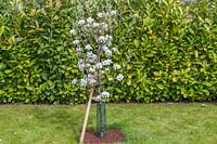 Malus domestica 'Braeburn' - mulched, staked and with tree guard