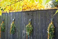 Thuja plicate, Picea abies and Osmanthus hanging on a fence
