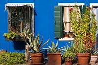 Blue house facade and window ledge decorated with potted succulent plants and flowers that include Agave, yellow Tagetes - Marigold, Vitis - Vines - Burano Island, Venice, Italy
