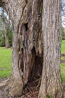 Catalpa x erubescens 'Purpurea' tree fitted with steel bolts to prevent trunk from splitting in two, Montreal Botanical Garden, Quebec, Canada. 