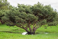 Pinus silvestris - Scots Pine tree surrounded by puddle of water, due to late spring thaw and heavy rainfall, Montreal Botanical Garden, Quebec, Canada.
