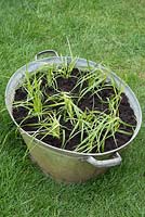 Galvanised metal tub planted with Cyperus esculentus - Tiger nut sedge plug plants. 