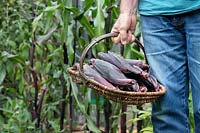 Gardener carrying basket of harvested Zea mays - Double red sweetcorn cobs. 