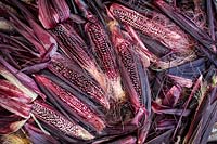 Zea mays - Harvested Double red sweetcorn cobs.