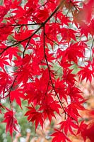 Acer palmatum 'Osakazuki' - Japanese maple 'Osakazuki'