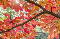 Parrotia persica - Persian ironwood