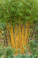 Phyllostachys aureosulcata f. aureocaulis - yellow-groove bamboo
