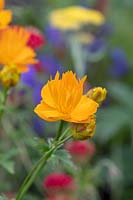 Trollius chinensis 'Golden queen' - Globeflower  