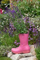 Salvia nemorosa 'Caradonna' - Balkan clary 'Caradonna' planted in a pink wellington boot