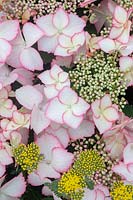 Hydrangea macrophylla 'Love You Kiss' Hovaria Series - Hydrangea 'Love You Kiss'