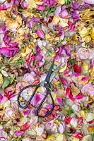 Metal scissors laying on surface of deadheaded roses. 