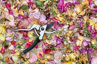 Metal secateurs laying on surface of deadheaded roses.