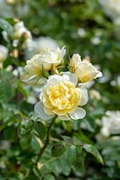 Rosa 'Imogen' - English Rose 'Imogen'