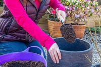 Woman using scoop to add compost to larger pot, while re-potting blueberry plant.