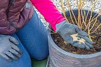 Woman adding sulphate of iron to re-potted Blueberry bush in container.

