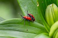 Lily Beetles - Lilioceris liliae on leaves of a Lilium - Lily