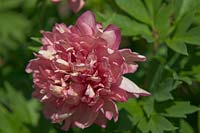 Paeonia Intersectional 'Hillary' - Chinese Peony - Itoh Hybrid Peony with semi-double flowers.
