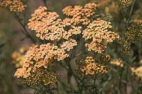 Achillea filipendulina Hybride 'Hannelore Pahl' - Yarrow 'Hannelore Pahl'