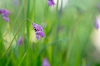 Allium cyathophorum var. Farreri - Ornamental onion