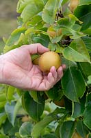 Pyrus pyrifolia 'Niitaka' - Hand picking an Asian Pear 'Niitaka' 