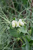 Pisum sativum 'Boogie' flowers and foliage - June