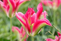 Tulipa 'Florosa' â€“ Viridiflora group tulip 