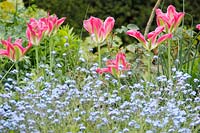 Tulipa 'Florosa' under planted with Myosotis sylvatica  in the Middle Lawn at Renishaw Hall and Gardens, Derbyshire, UK