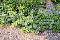 Alchemilla mollis and Geranium 'Roxanne'