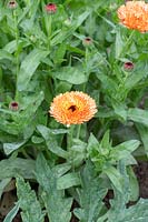 Calendula officinalis 'Orange flash' - Pot Marigold