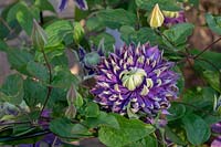 Clematis florida 'Taiga' flower in morning light