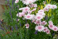 Crepis rubra - Pink dandelion - Hawk's beard