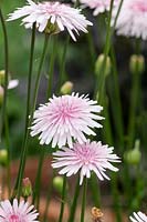 Crepis rubra - Pink dandelion - Hawk's beard