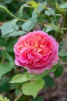 Rosa boscobel 'Auscousin'- English shrub rose