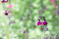 Salvia x Jamensis 'Nachtvlinder' - Sage 'Nachtvlinder'