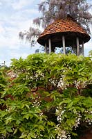 Folly tower covered in Wisteria at Stone House Cottage Garden, June