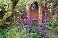 Lunaria annua 'Chedglow' - Honesty, at Stone House Cottage Garden, April